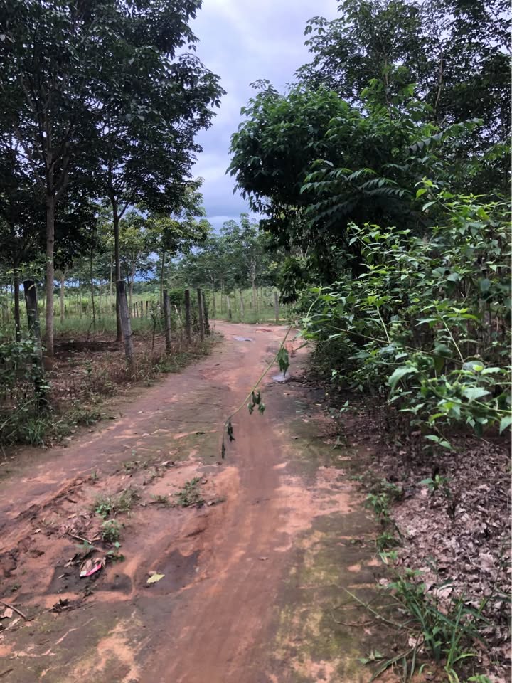 Đất vàng Kon Tum 1 hecta cao su sổ đỏ, sẵn sàng cho nhà đầu tư