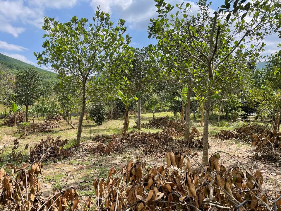 Cần bán 2500m2 đất khai hoang, lý tưởng để phát triển vườn hoặc trang trại