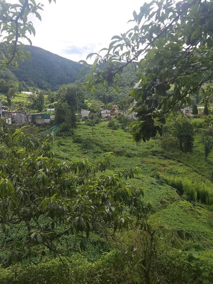 Cơ hội sở hữu trang trại hữu tình tại Sa Pa với hơn 3000 gốc cây ăn quả