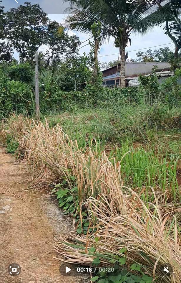 Đất Bình Minh 100m mặt tiền bê tông, sổ hồng riêng, giá yêu thương