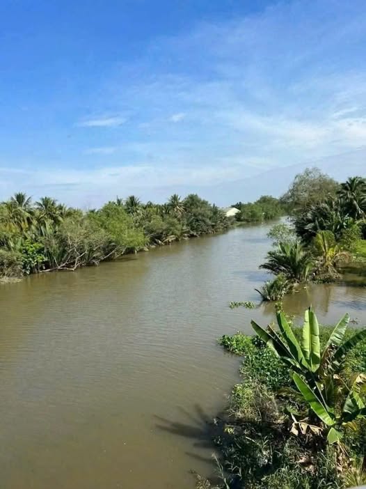 Đất vàng sông Ba Lai 9000m2 mặt tiền sông, giá 10,5 tỷ, cơ hội có một không hai