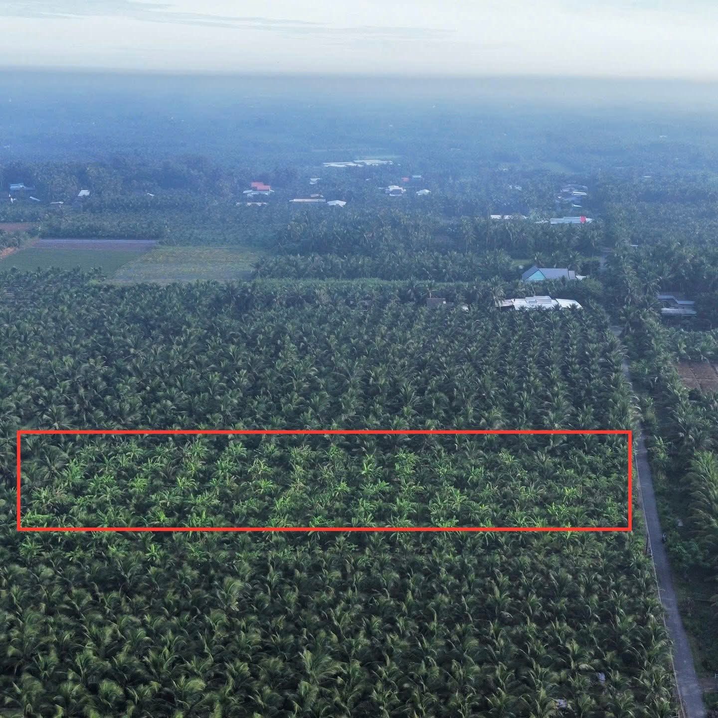 Đất trồng dừa view kênh, giá siêu mềm chỉ 900 triệu/công