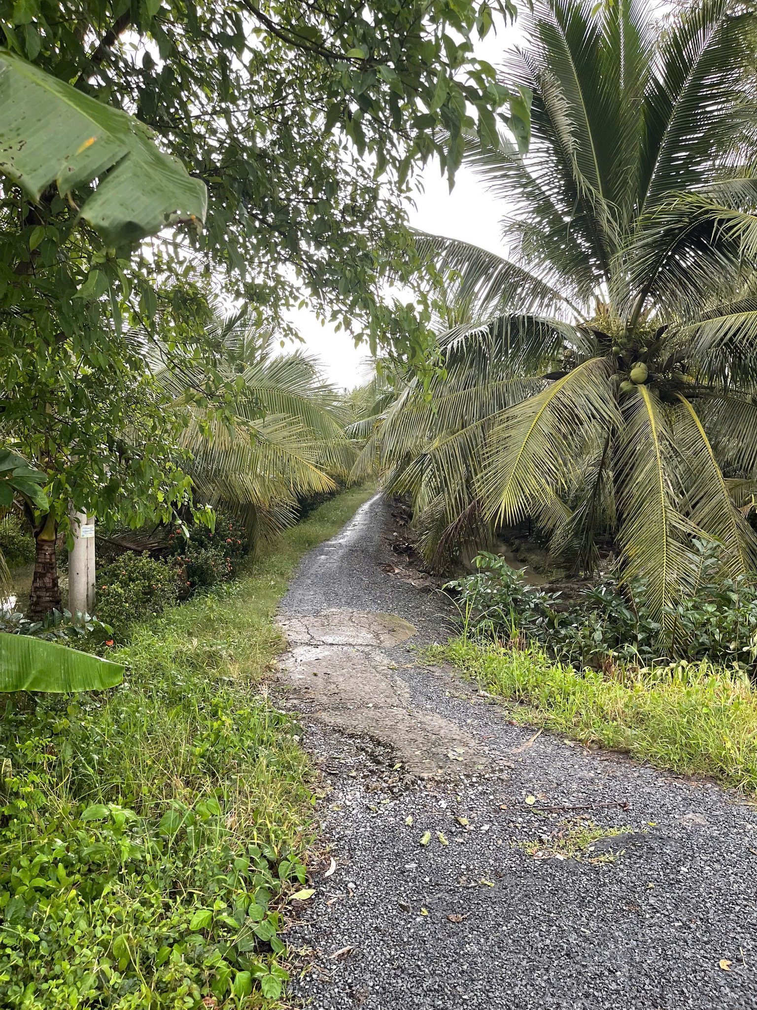 Đất lúa 1978m2 - Thoải mái cấy cày, giá hời như mơ