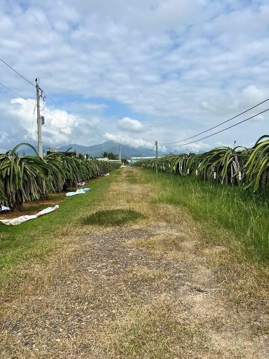 Bán đất sào Hàm Liêm 1700m², chỉ 500 triệu