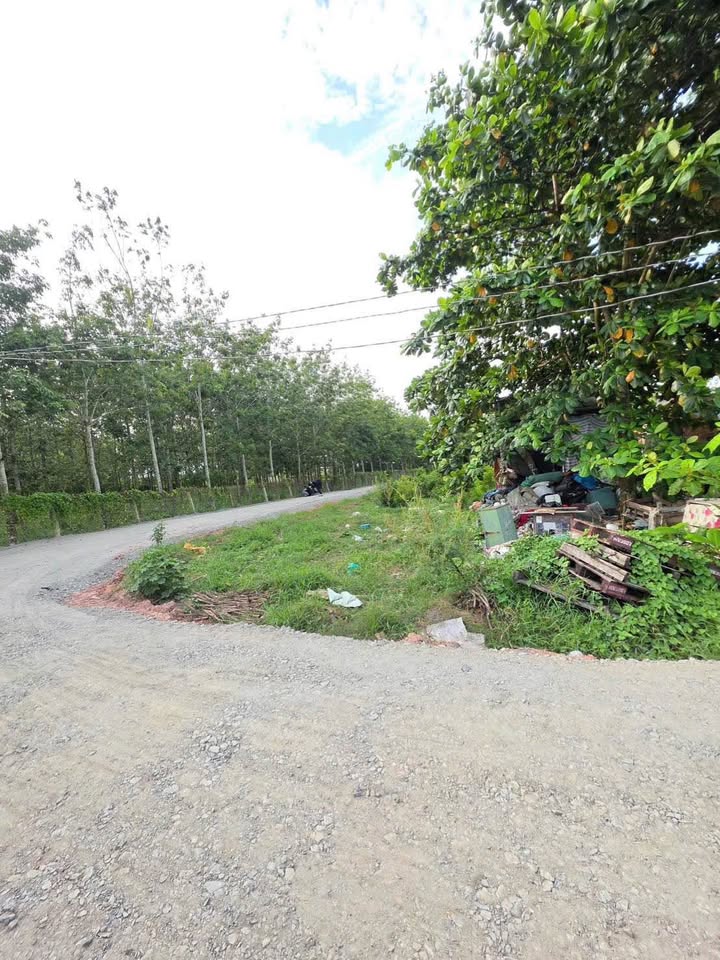 Đất vàng Gò Dầu, Tây Ninh 100m2 full thổ cư, đường ô tô tới đất, giá chỉ 230 triệu