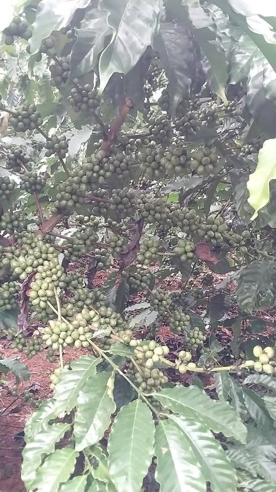 Chủ gửi bán 6 ha đất tại xã Đắk Nia, thành phố Gia Nghĩa, tỉnh Đắk Nông