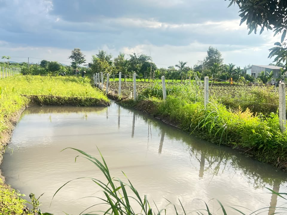 Đất vườn xanh mát 700m2 cơ hội an cư giá hời tại Buôn Ma Thuột