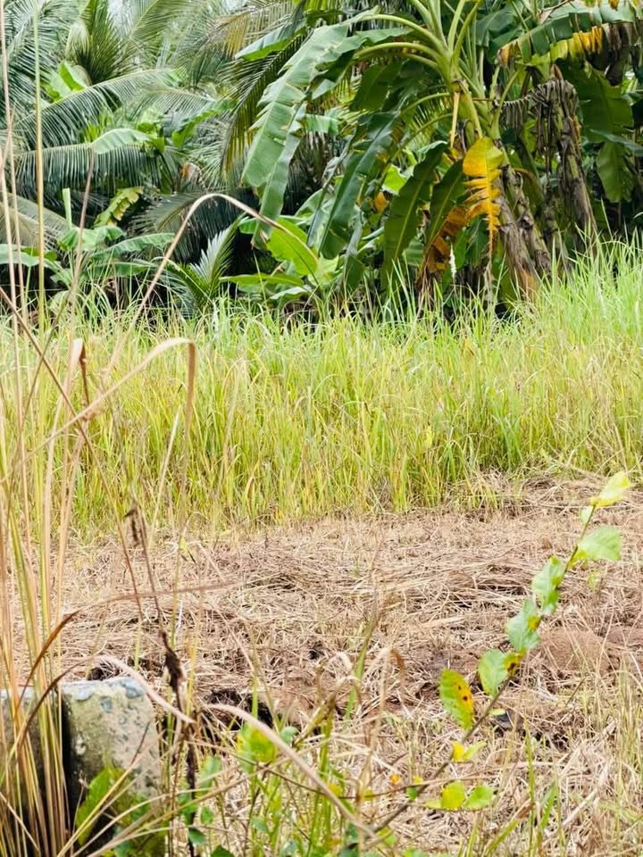 Bán đất Vĩnh Long vuông vức, sạch đẹp, gần tiện ích