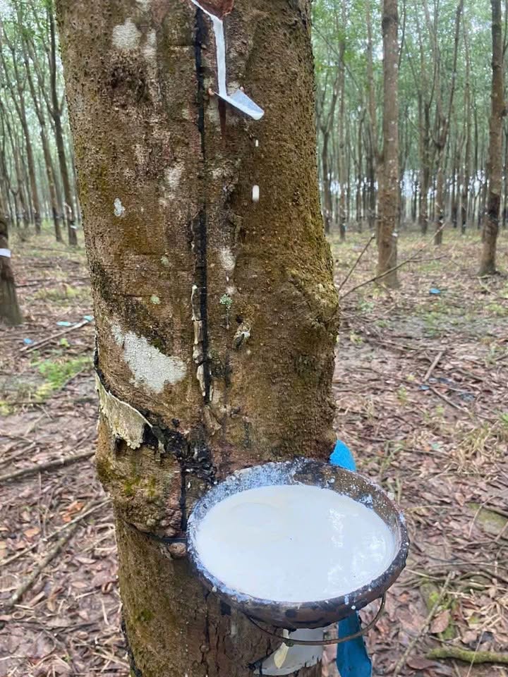 Vườn cao su cổ thụ, 1,5 ha đất vàng, mặt tiền rộng thoáng