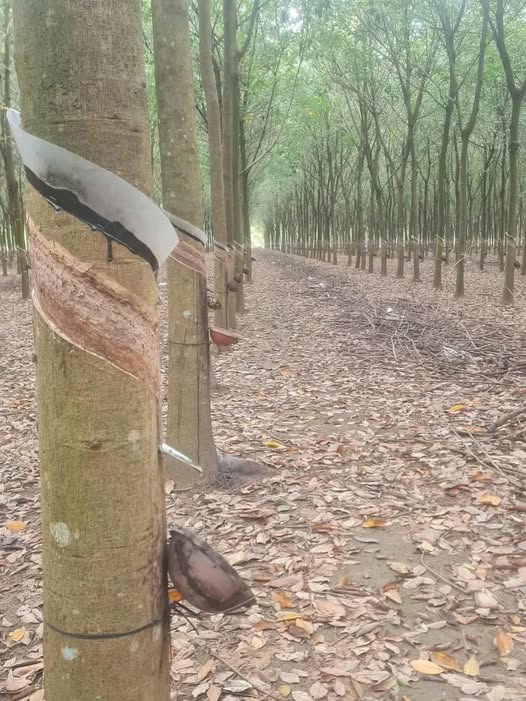 Bán 8.4 hecta cao su đang khai thác tại Long Hưng, Đồng Nai