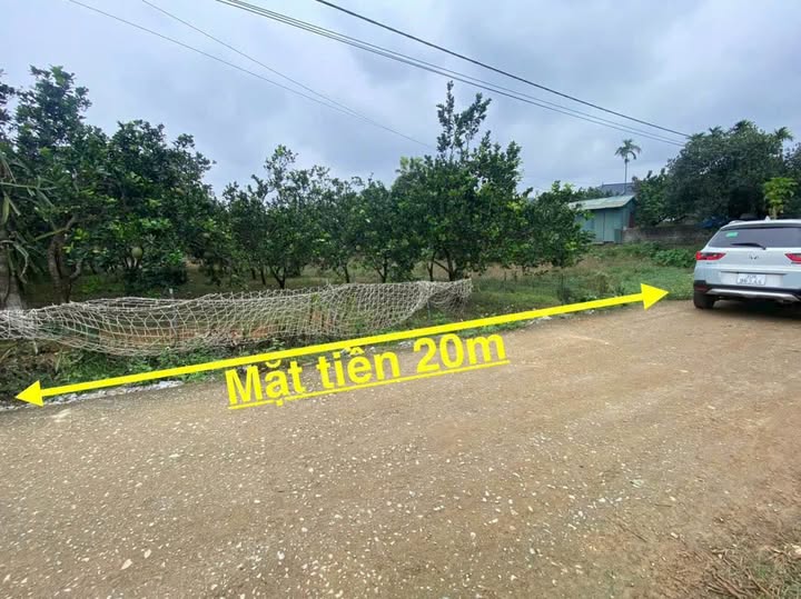 Đất vàng Lạc Thủy, Hòa Bình, óc nhìn triệu đô, vườn bưởi trĩu quả