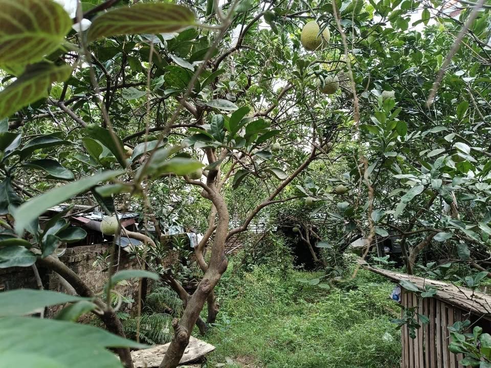 Bán đất Thượng Cát, Bắc Từ Liêm 66,6m², nở hậu, ô tô đỗ cửa