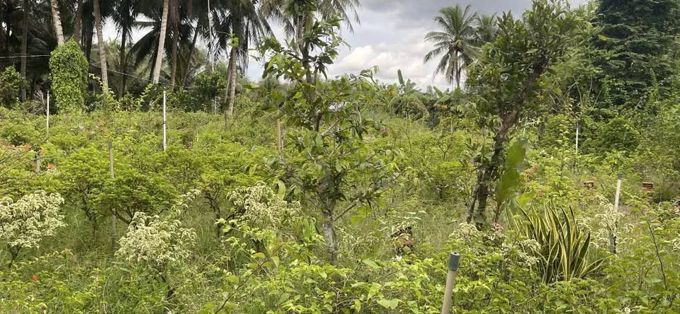 Đất xịn 100m2 thổ cư, đường thông thoáng, giá iu thương