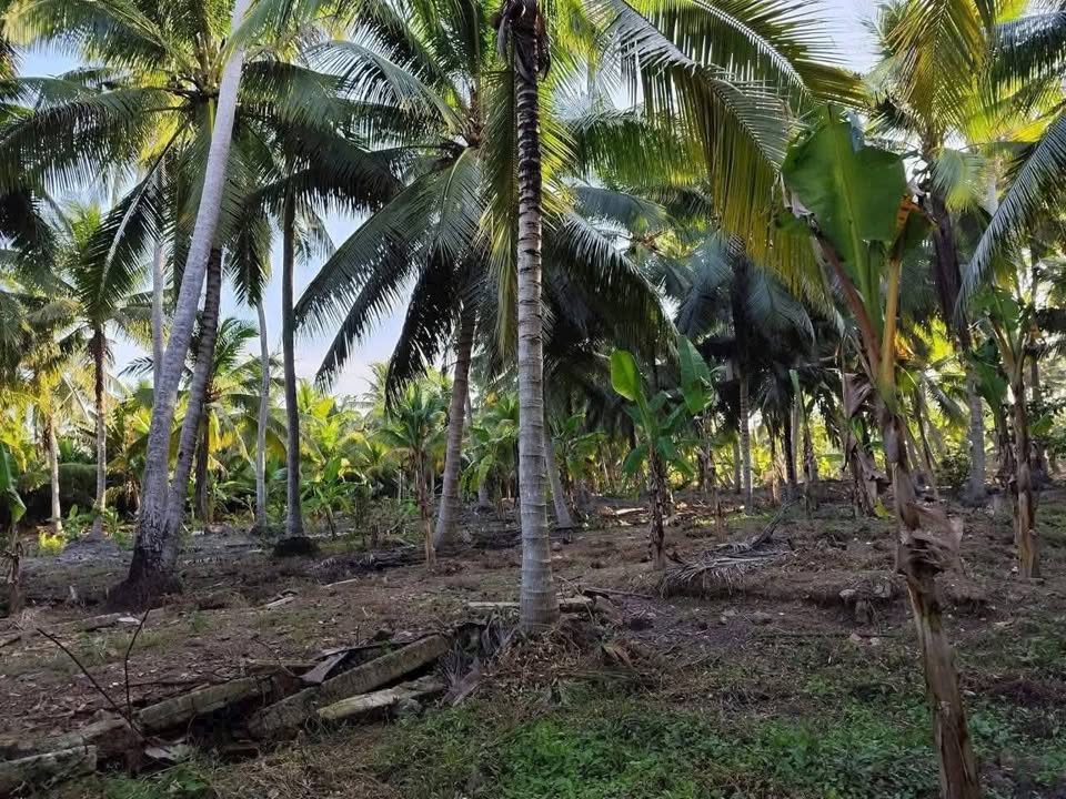 Bán 5,3 công đất vườn dừa Bến Tre, có 300m thổ cư, giá chỉ 700 triệu/công