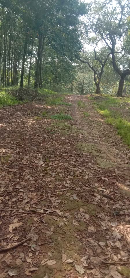 Bán 3ha đất Đồng Phú, Bình Phước, cách QL14 1.5km