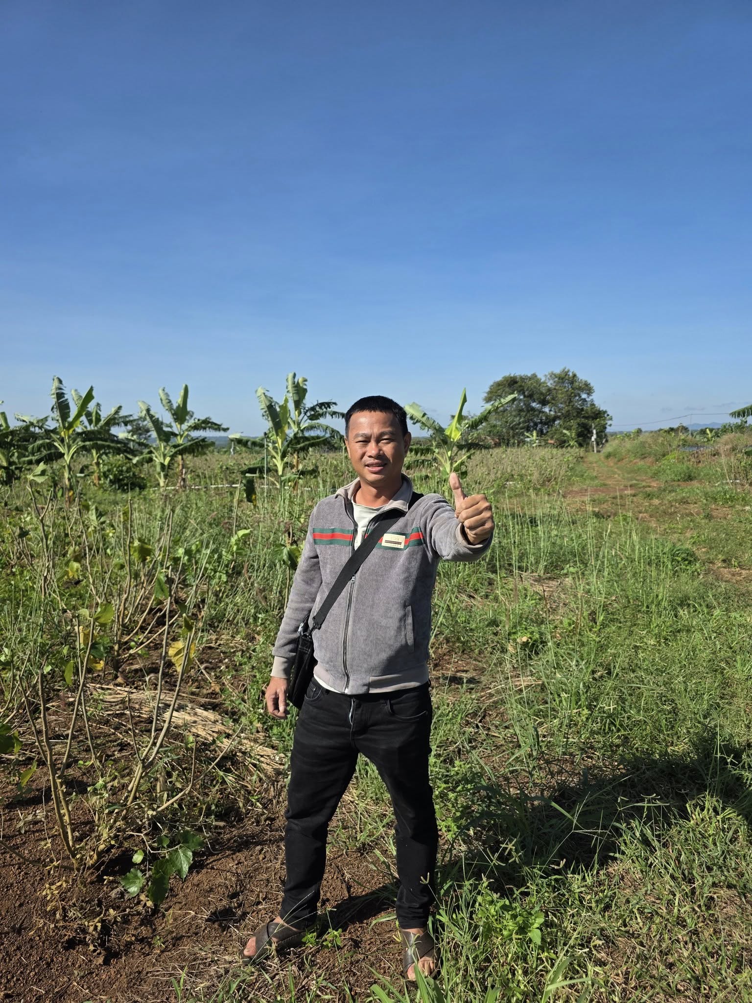 Bán đất vàng 1,2 ha Chư Sê, vườn dâu tằm trĩu quả, thổ nhưỡng màu mỡ