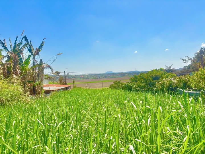 Cơ hội vàng sở hữu ngay mảnh đất vàng tại hẻm Lý Thường Kiệt