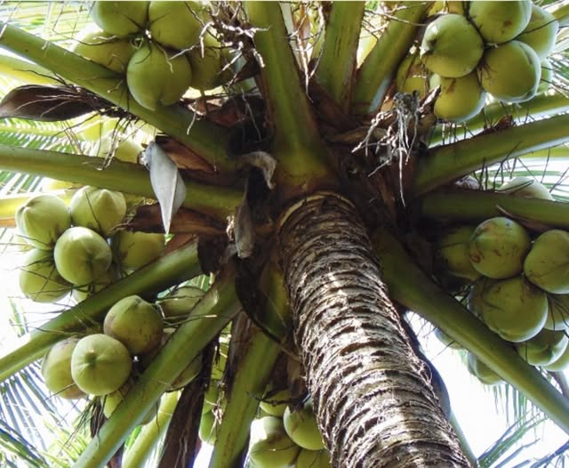 Đất Phước Mỹ Trung, Bến Tre đầu tư nhỏ, tiềm năng lớn