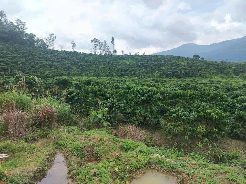 Đất Phúc Cát, Phúc Thọ 4ha giá chỉ 150 triệu/sào