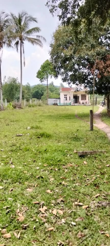 Đất A Lưới 220m2, mặt tiền 8.33m, giá 350 triệu, sổ hồng sẵn sàng