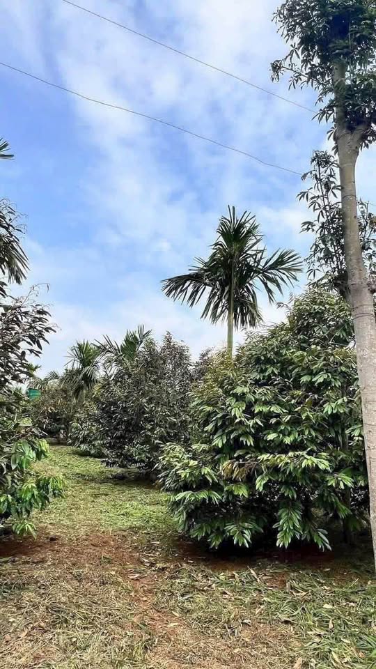 Bán 1 sào đất vườn sầu riêng Musang king thu hoạch tại Buôn Ma Thuột