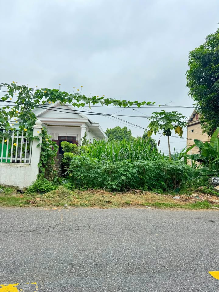 Đất vàng Sông Lô 100m2 trục TL306, giá hời chỉ 2 tỷ