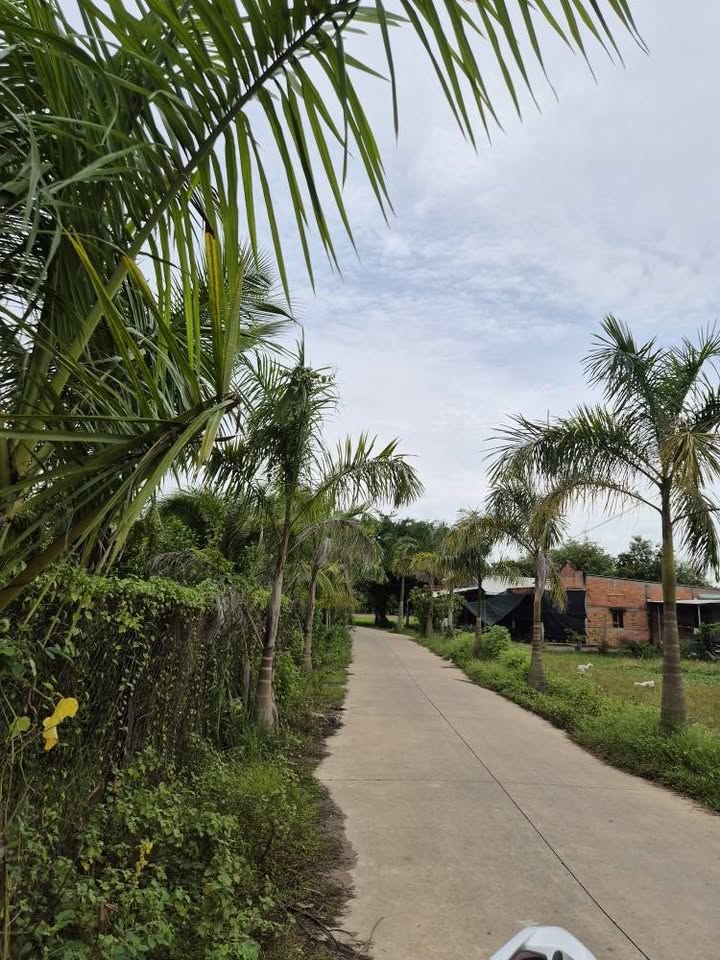 Bán 5000m2 đất lúa mặt tiền 50m đường Hồ Chí Minh, Đức Hòa, Long An