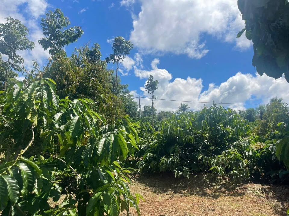 Sở hữu ngay 3,5 sào đất tuyệt đẹp với 50m mặt hồ tại Quảng Tiến, Cư M'gar, Đắk Lắk