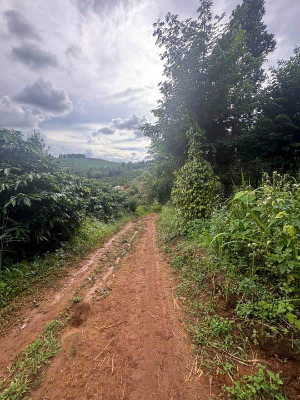 Rẫy tiêu cà phê trĩu quả - Đắk Nông 3.7ha vườn trái ngọt, giá 5 tỷ