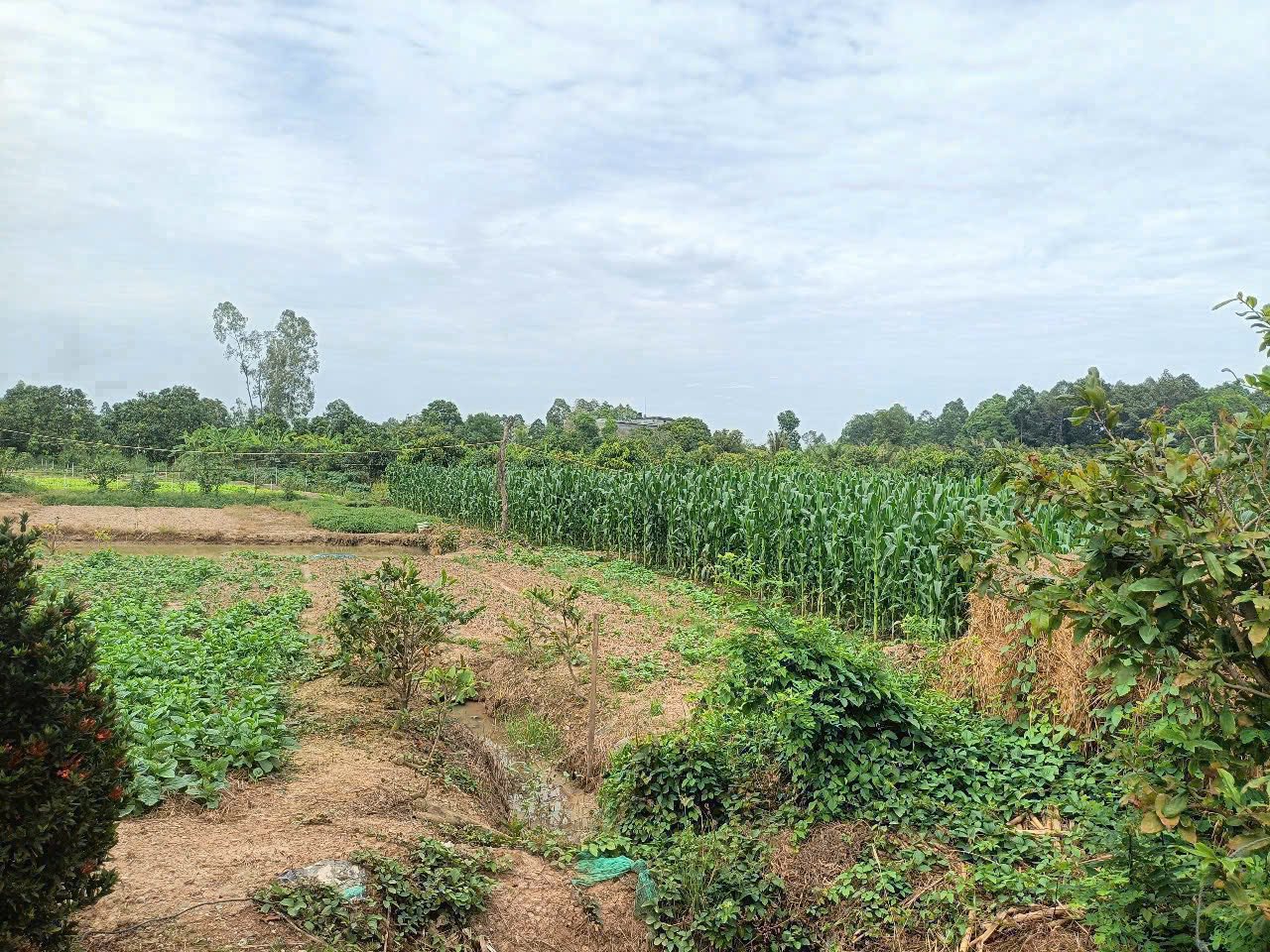 Đất đẹp An Giang, mặt tiền 57m, giá chỉ 5.xx triệu/1000m2