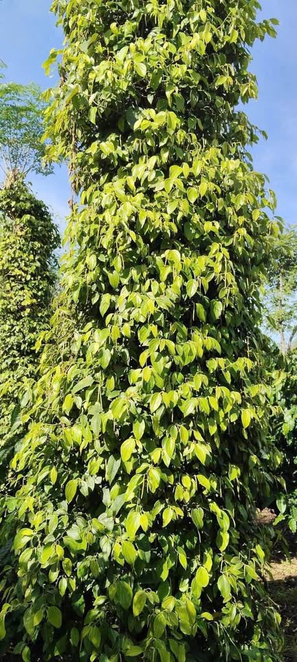 Đất sào Hòa Khánh vị trí đắc địa, sinh lời ngay