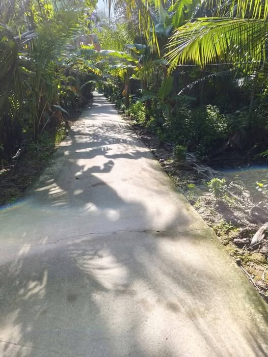 Bến Tre 2500m2 đất vườn dừa Hưng Nhượng - Giá rẻ bất ngờ