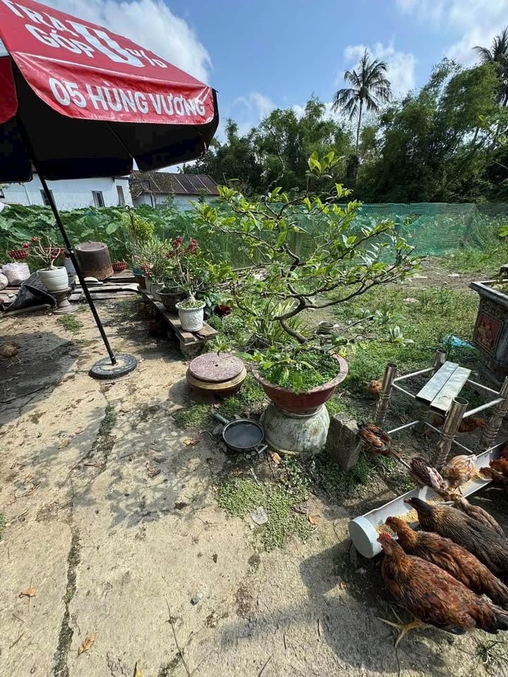 Đất Huế 88m2 mặt tiền 5.26m, hướng Đông Bắc, sổ đỏ sẵn sàng, giá chỉ 890 triệu