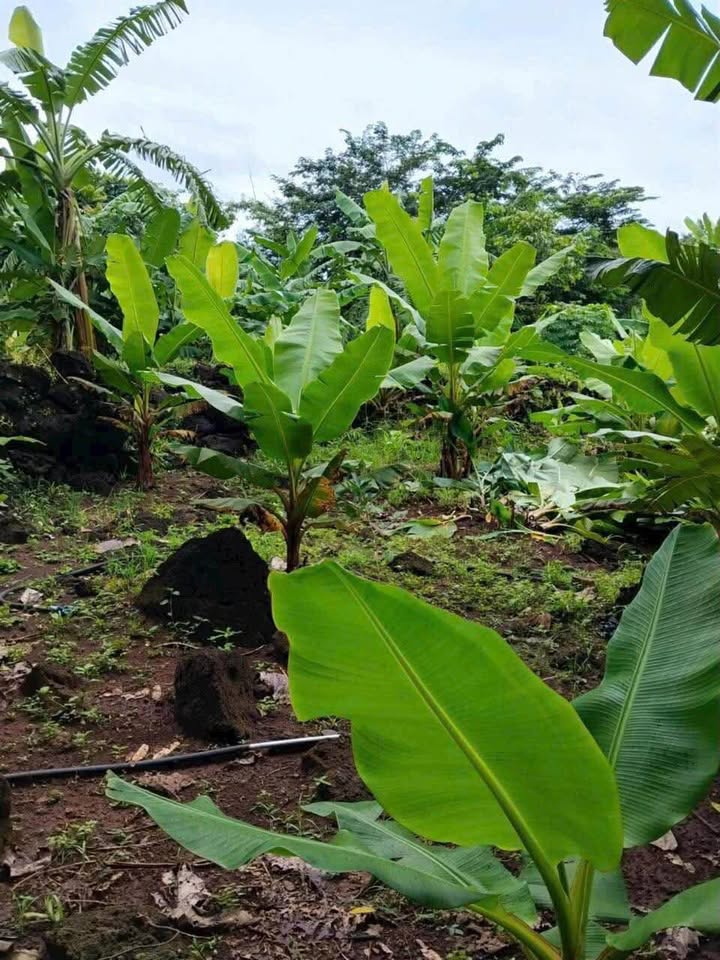 Bán đất vàng 4 sào 4 trồng chuối tại Tân Phú, Đồng Nai giá tốt