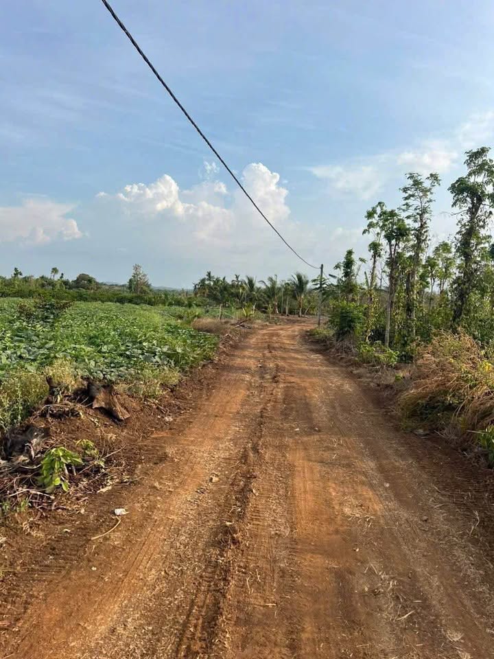 Đất vàng Buôn Ma Thuột 2,5 sào mặt tiền đường nhựa, giá hời