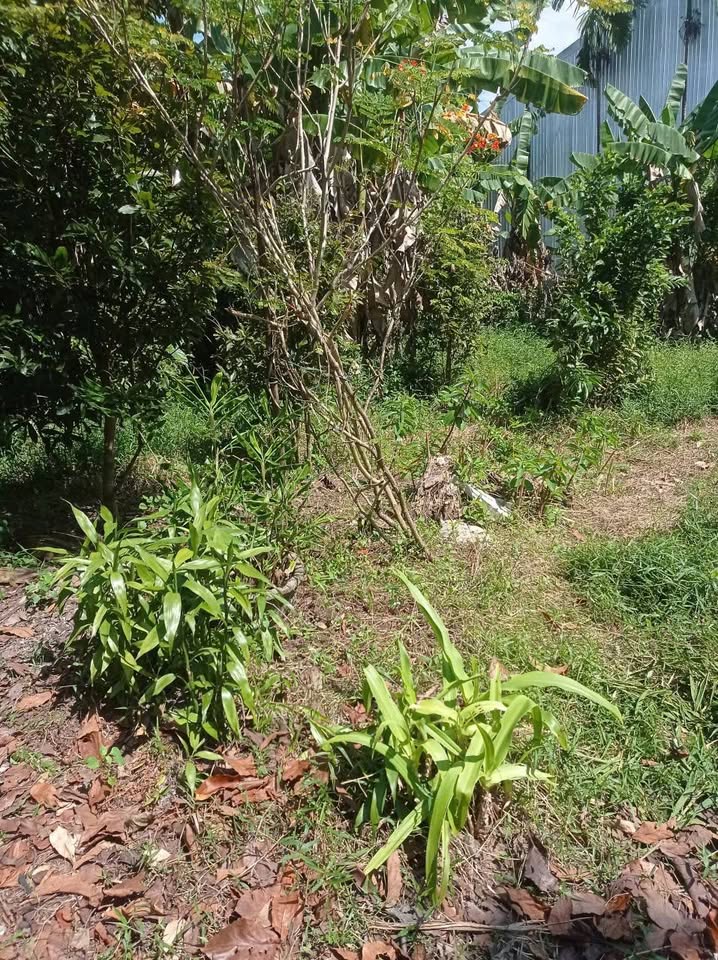 Đất thổ cư Hoàng Hoa Thám ô tô tới tận cửa, giá chỉ 1,1 tỷ