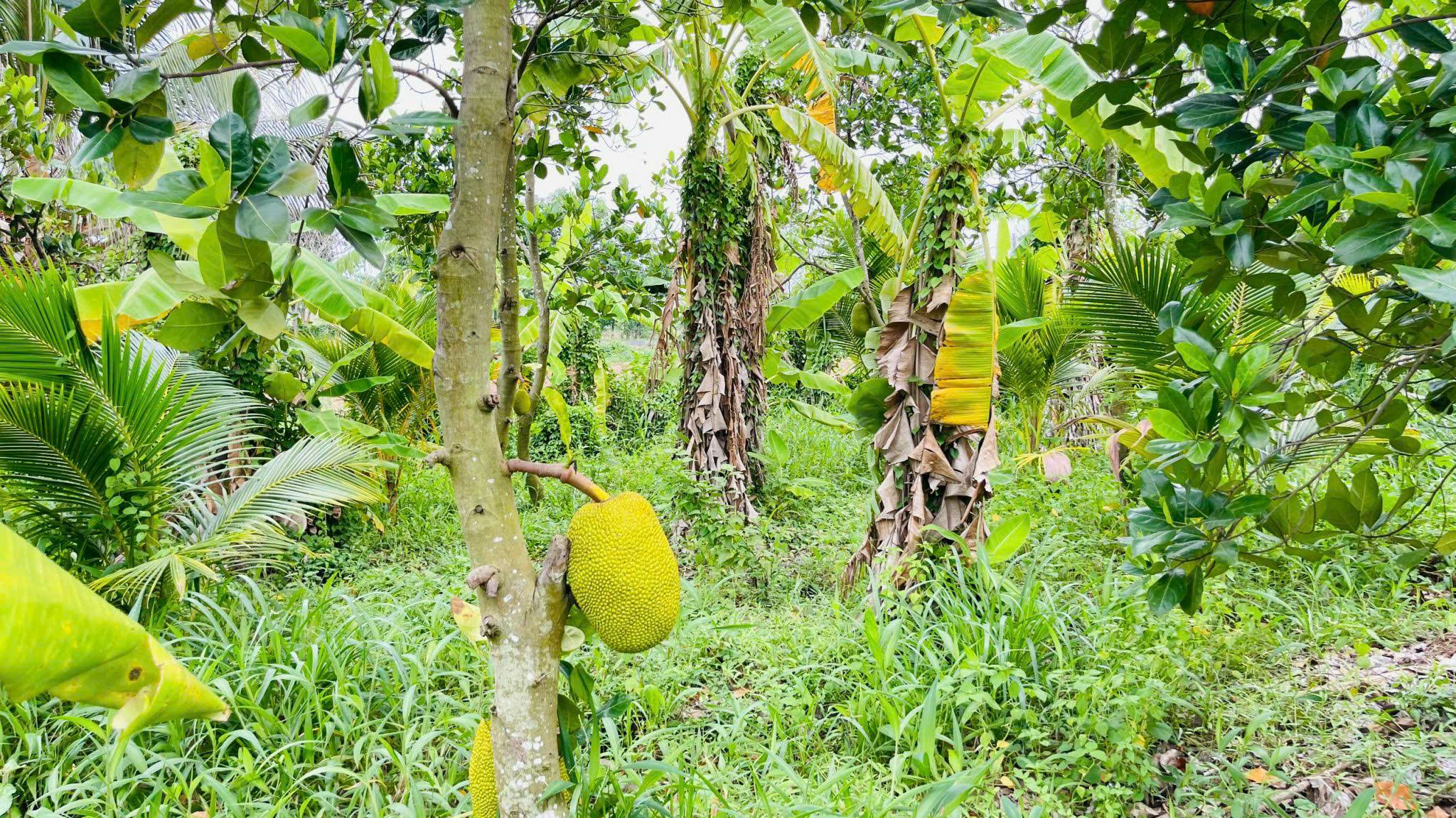 Bán đất vườn trái cây 2990m2 sổ hồng riêng, giá hời 2.65 tỷ