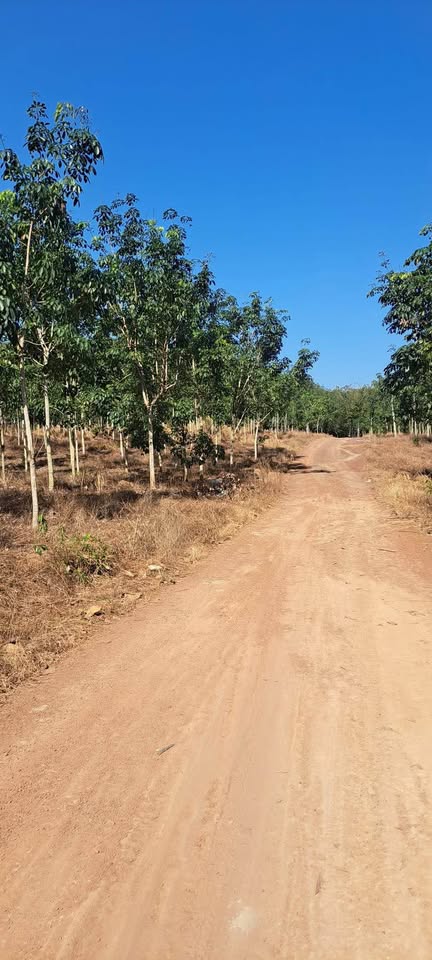 Bán đất diện tích 3.5 ha tại Tân Tiến, thành phố Đồng Xoài, tỉnh Bình Phước