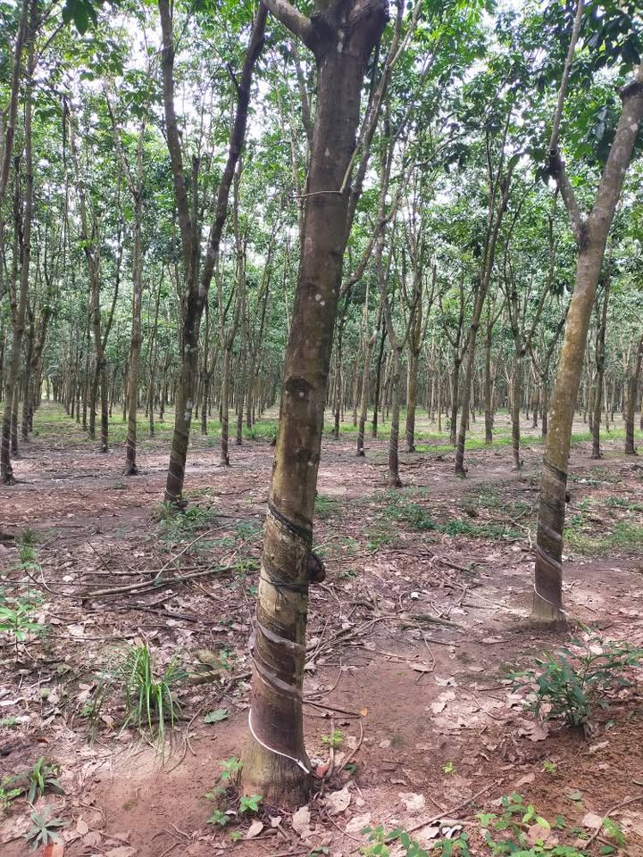 Bán 9,3 ha cao su vườn bằng phẳng, mặt tiền rộng tại Bình Phước