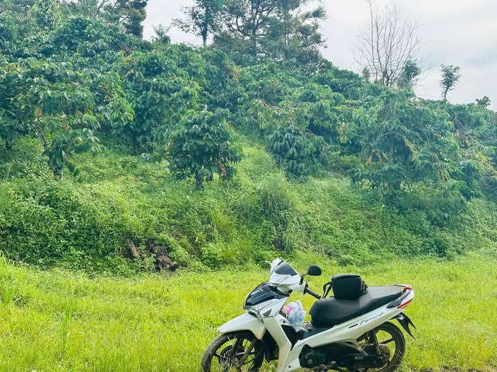 Đất xanh mướt 2,7 ha Tân Châu giá hời 270 triệu/sào