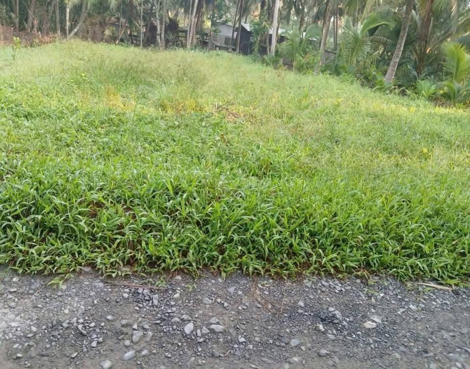 Đất nền Bến Tre giá tốt, diện tích 400m2, đầu tư sinh lời