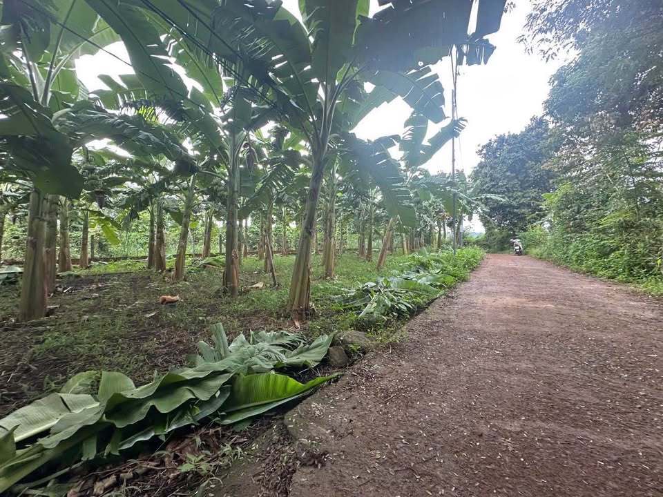 Bán đất nền 60m2 thổ cư, mặt tiền 15m tại Hòa Phú, Buôn Ma Thuột