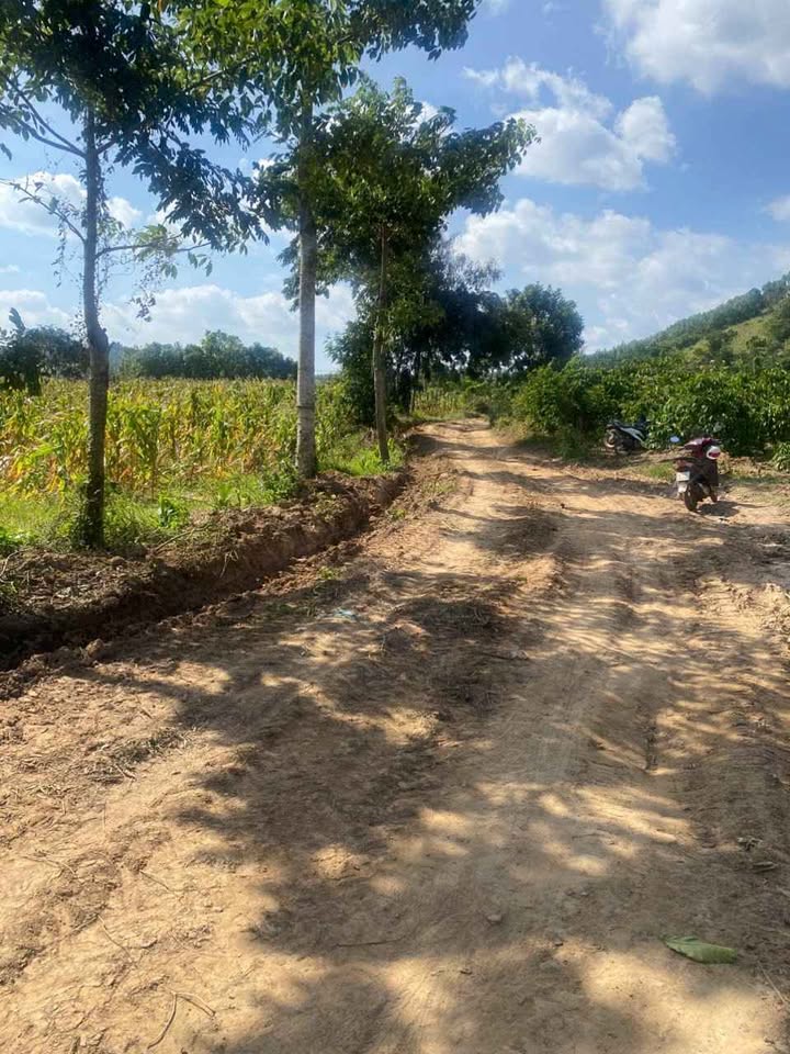 Bán 1.2 hecta đất trồng sầu riêng tại Buôn Ma Thuột, Đắk Lắk