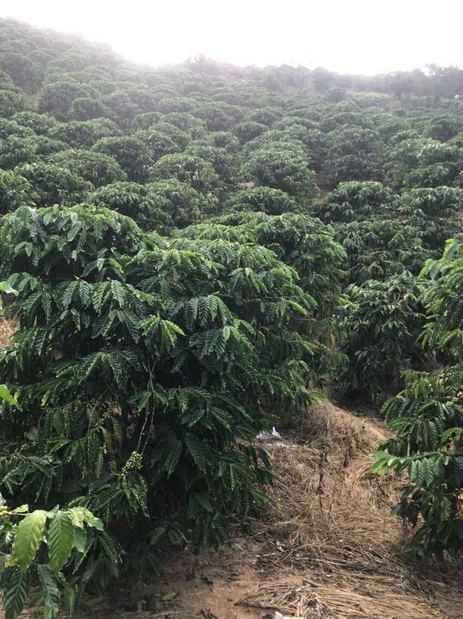 Đất vàng Lâm Đồng 2.3ha sổ đỏ, sẵn sàng thu cà phê, giá 2.5 tỷ