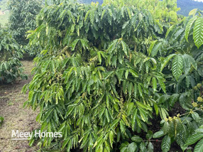 Siêu phẩm đất nông nghiệp rộng tới 1,8 ha đang chờ chủ nhân mới tại Đắk Nàng, Lâm Hà, Lâm Đồng