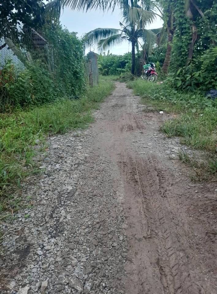 10 Công đất lúa An Giang mặt tiền 100m, giá hời cho nhà đầu tư