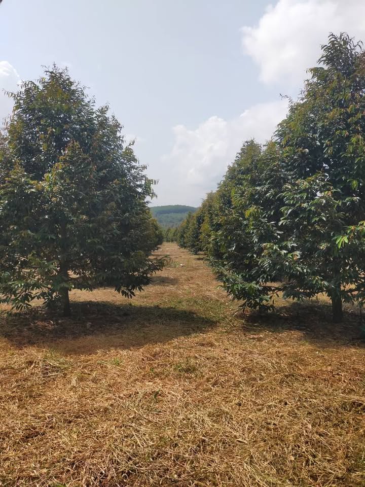 Mở ra trước mắt là bức tranh thơ mộng của 3,6 hecta vườn sầu riêng Thái trĩu quả