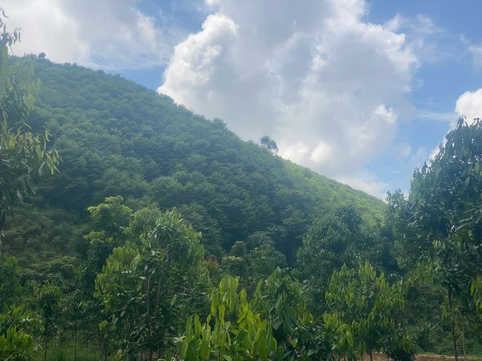 Trang trại 10ha đẹp như hoa hậu, chủ nhà cần bán gấp