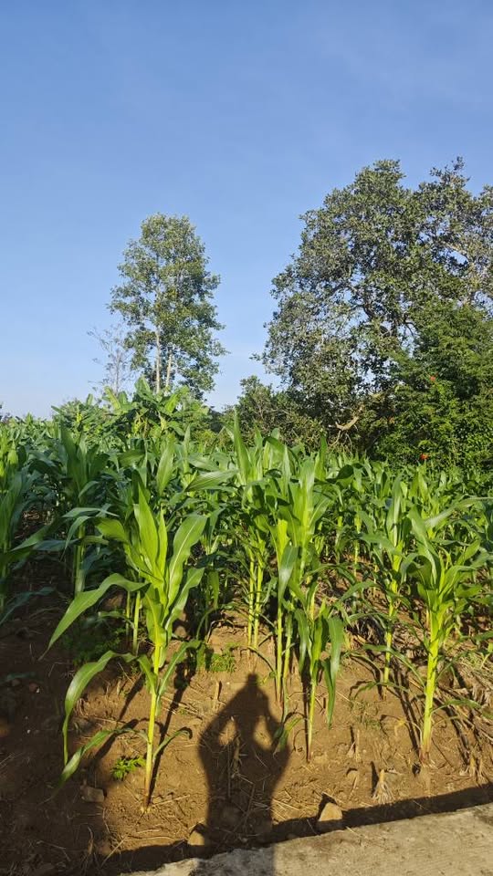 Đất vàng Đồng Nai 838m2 mặt tiền 10m, giá hời chỉ 450 triệu