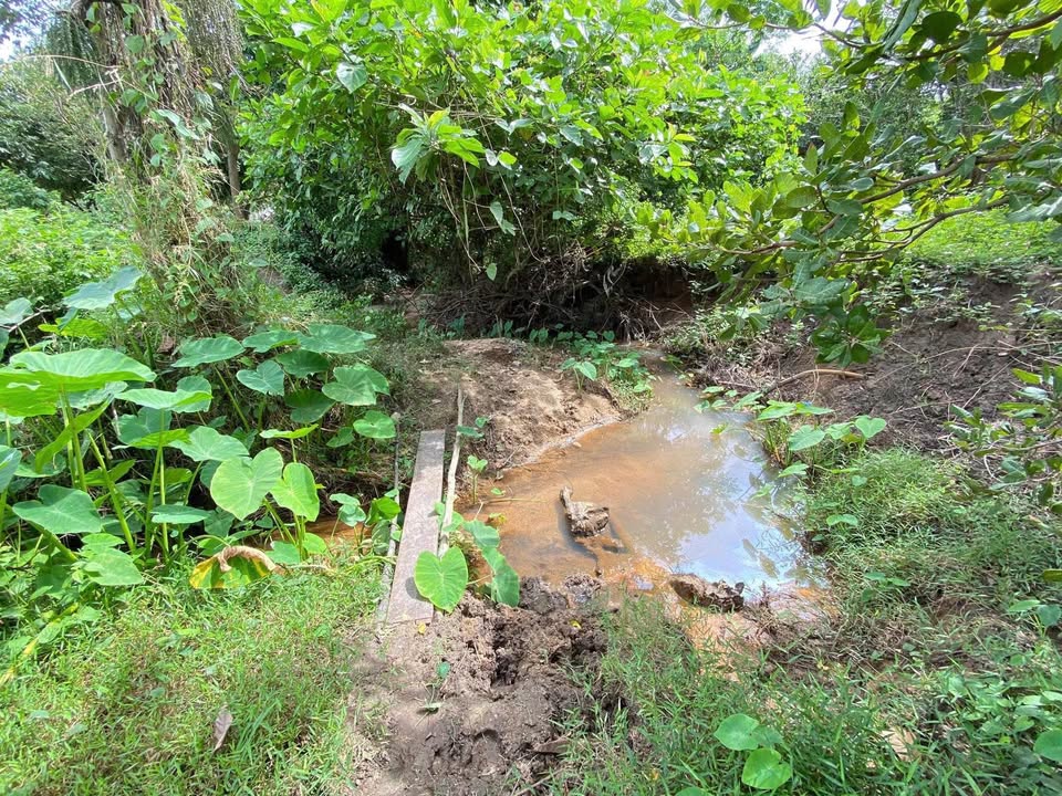 Đất rừng sản xuất 8000m², giá rẻ như cho 200k/m² tại Tân Phú, Buôn Ma Thuột